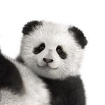 helpful_panda